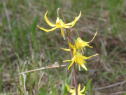 Glacier Lily (Erythronium grandiflorum)

